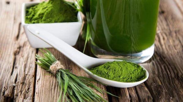 TreeActiv - Green Tea Extract