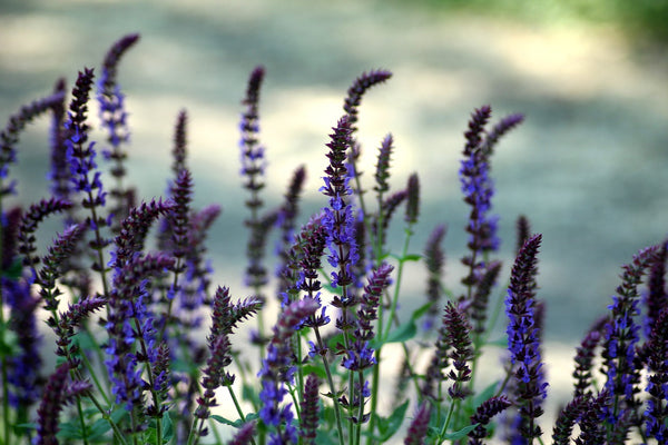 Clary Sage Water