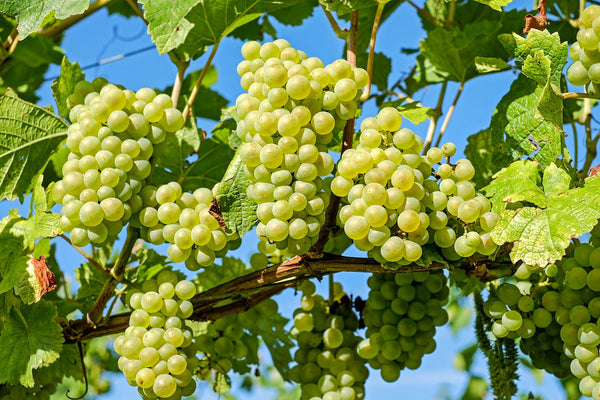 Grapeseed Essential Oil