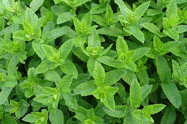 Peppermint Essential Oil