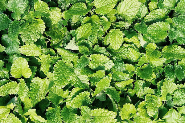 Spearmint Essential Oil