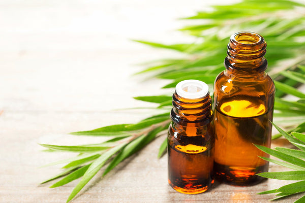 Tea Tree Oil is known to treat pimples and give nourishment for your hair.