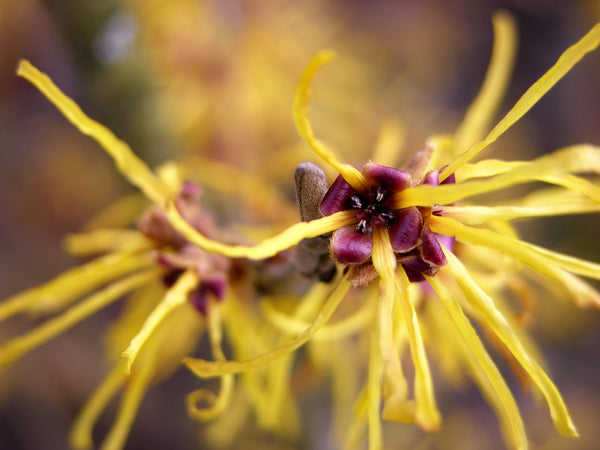 Witch hazel is a potent ingredient grown from shrubs 